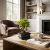 Zynesflora Echter Bonsai Baum Keramik Schale - Produktbild-Vorschau 2