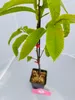 Lot de 2 Castanea sativa – châtaignier – hauteur 60 cm – Voir les images du produit 3