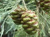 Mammutboom (Sequoiadendron giganteum) - 20 stuks Productafbeelding-voorbeeld 3