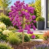 Liebesperlenstrauch Callicarpa bodinieri 'Profusion' Produktbild-Vorschau 1
