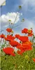 ARTland Wandbild, selbstklebend Mohnblumen im Panorama Produktbild-Vorschau 1