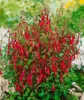 Fuchsia magellanica 'Riccartonii', winterhart, rot-violett, Podgląd zdjęcia produktu 2