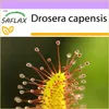 SAFLAX - rosnatka - Drosera capensis - 200 Semena Náhled obrázku produktu 10
