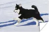 MuchoWow® Poster Husky-Welpe läuft über den Schnee 60x40 cm Produktbild-Vorschau 1