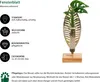 Dehner Waterplant Fensterblatt Verona, Monstera adansonii, Produktbild-Vorschau 2