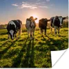 MuchoWow® Poster Kühe - Gras - Sonne 75x75 cm - Wand Produktbild-Vorschau 1