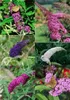 Sommerflieder Buddleja davidii Schmetterlingsstrauch im P9 Produktbild-Vorschau 1
