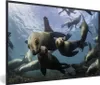 MuchoWow® MuchoWow® Gerahmtes Poster Seelöwe - Wasser - Produktbild-Vorschau 1
