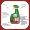 Substral Rosen-Vital Spritzmittel für schöner aussehende Produktbild-Vorschau 5