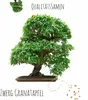 Semi di bonsai esotici ad alto tasso di germinazione - set Anteprima dell’immagine prodotto 4