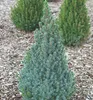 Weiß-Fichte ´SANDER´S BLUE´ 30-40 cm, Cont. 2,5 l Produktbild-Vorschau 5