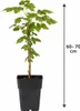 Tayberry Rubus Himbeere-Brombeere Kreuzung 60–70 cm – Produktbild-Vorschau 5