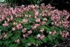 Geranium macr. 'Ingwersen's Var.' - Bodendecker - Produktbild-Vorschau 7