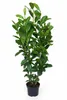 10 Stück Kirschlorbeer Pflanzen, Höhe: 100-125 cm, Produktbild-Vorschau 1