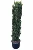Säulenilex 160–170 cm – Ilex crenata Fastigiata - Produktbild-Vorschau 1
