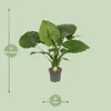 Elefantenohr Alocasia California Ø21cm ↕80cm Tropische Produktbild-Vorschau 2
