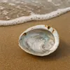 Abalone Muschel 14–17 cm Haliotis midae Räucherschale Produktbild-Vorschau 7