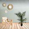 Trendyplants - Phoenix Canariensis - Výška 150-170 cm - Náhľad obrázku produktu 2