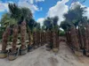 PALME TRACHYCARPUS FORTUNEI HÖHE 350CM WINTERHART –19 °C  Produktbild-Vorschau 5