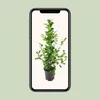 Meergroothandel Ficus Microcarpa Moclame - 95 cm, Ø 21 cm Produktbild-Vorschau 5