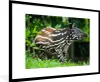 MuchoWow® MuchoWow® Gerahmtes Poster Junger Tapir im Produktbild-Vorschau 1
