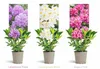 Set da 3 rododendri / rosa alpina – Viola, rosa e bianco – Anteprima dell’immagine prodotto 4