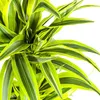 Dracaena deremensis « Lemon Lime » - Plante verte - 70 à 90 Voir les images du produit 4