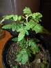 Albero dell'incenso (Boswellia sacra)  - 5 semi Anteprima dell’immagine prodotto 3