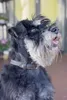 CANINA RELAX-SHOT 120g ergeben 95 Shots als Produktbild-Vorschau 15