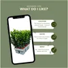 Euonymus 'Green Spire' – japonský brslen – vždyzelený – Náhled obrázku produktu 5