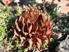 Edelrost Blume Beatrix Produktbild-Vorschau 5