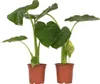 Alokasie - 2 Stk - Alocasia 'Macrorrhizos' - Höhe 60-70cm - Produktbild-Vorschau 1