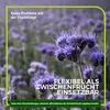 Phacelia Gründünger 2 kg Produktbild-Vorschau 5