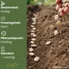 GardenTaurus Puffbohnen (Grosse Bohnen) Frühe Weißkeimige Produktbild-Vorschau 3