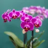 Orchidées Colibri | Orchidée Phalaenopsis violette - Voir les images du produit 9
