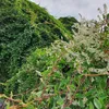 Vite di pizzo d'argento (Fallopia aubertii) 1L Anteprima dell’immagine prodotto 7