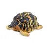 Toymany ML00420 Strahlenschildkröte 6,5 cm Reptilienreich Produktbild-Vorschau 4