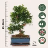 Drzewko herbaciane Fukien - Carmona microphylla - Wysokość Podgląd zdjęcia produktu 2