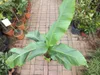A young banana plant in a pot, surrounded by other potted plants and a brick pathway. Náhled obrázku produktu