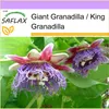 SAFLAX - Król Granadilla - 12 Nasiona - Passiflora Podgląd zdjęcia produktu 8