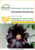 SAFLAX - Schwarze Stockrose - Alcea rosea nigra - 100 Samen Produktbild-Vorschau 4
