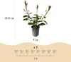 Green boutiQ - Plantes de haie - Photinia fraseri Red Robin Voir les images du produit 3