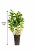 Aronia 'Viking' – 50–70 cm w doniczce – mrozoodporna, Podgląd zdjęcia produktu 2