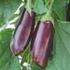 Buzzy Aubergine Violetta Lunga 2 Produktbild-Vorschau 3