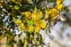 Mahonia aquifolium, Gewöhnliche Mahonie, immergrün, 30–40 Produktbild-Vorschau 5