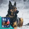 A German Shepherd dog lying in the snow next to a can of dog food. Produktbild-Vorschau
