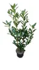 10x Kirschlorbeer Genolia 60–80 cm - Winterharte immergrüne Produktbild-Vorschau 1