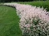 Harlekinweide (Strauch) ´HAKURO NISHIKI´ 40-50 cm, Cont. Produktbild-Vorschau 5