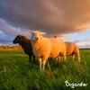 Nawóz organiczny z wełny owczej – granulat (5 kg na 50 m2) Podgląd zdjęcia produktu 3