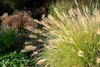 Stauden Gänge 5 x Pennisetum alopecuroides im 1 Liter Topf Produktbild-Vorschau 3